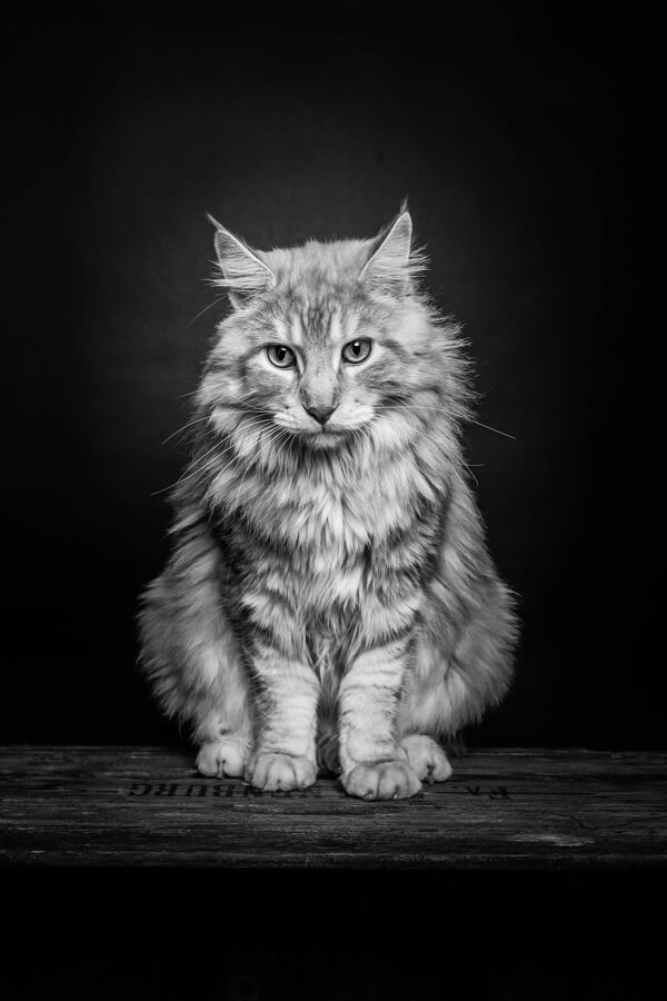 maincoon, studio portret kat