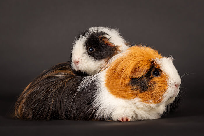 studioportret cavia's